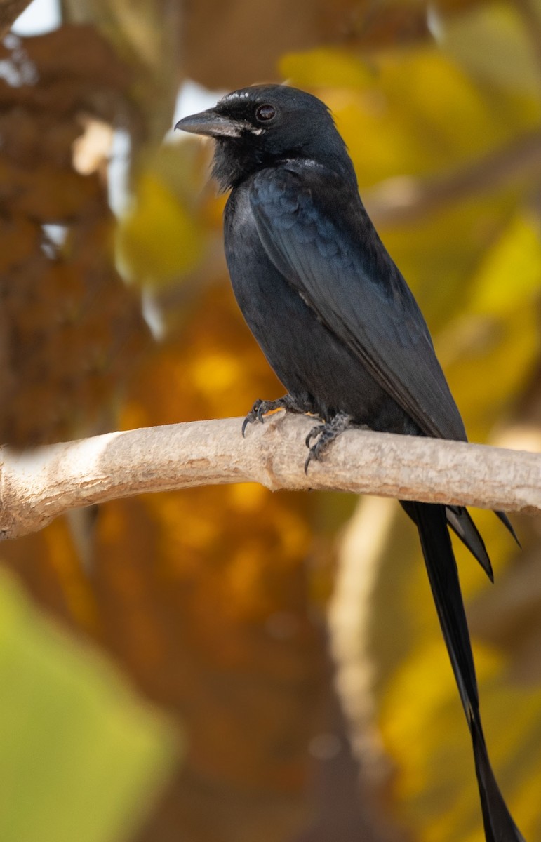 Black Drongo - ML615137931