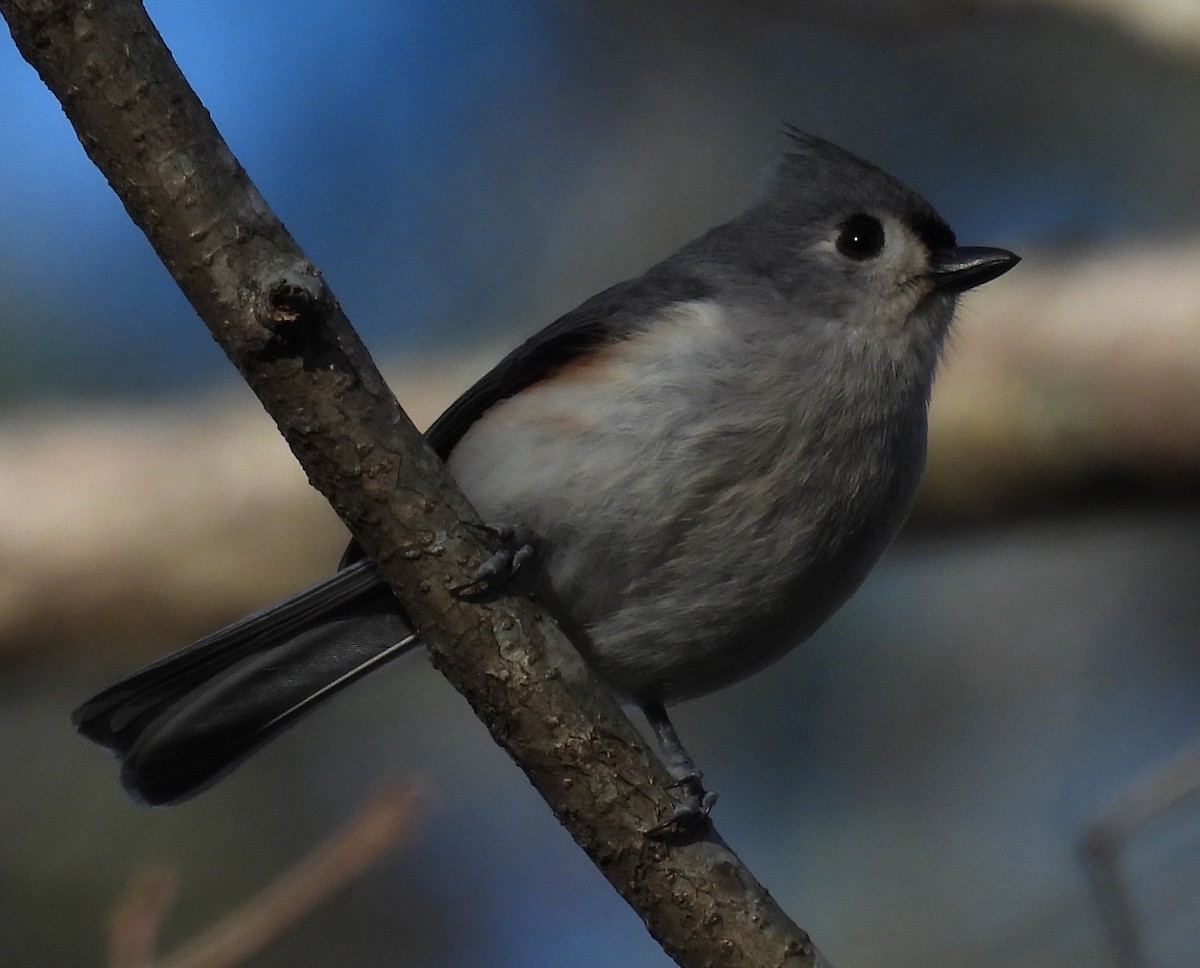 Tufted Titmouse - ML615137945