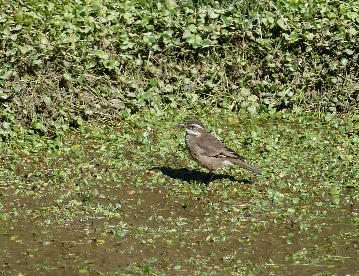 Chestnut-winged Cinclodes - Jens Thalund