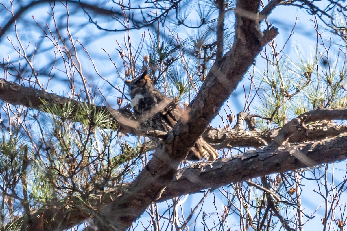 Great Horned Owl - Niki Robertson