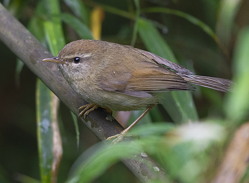 Hume's Bush Warbler - ML615137968