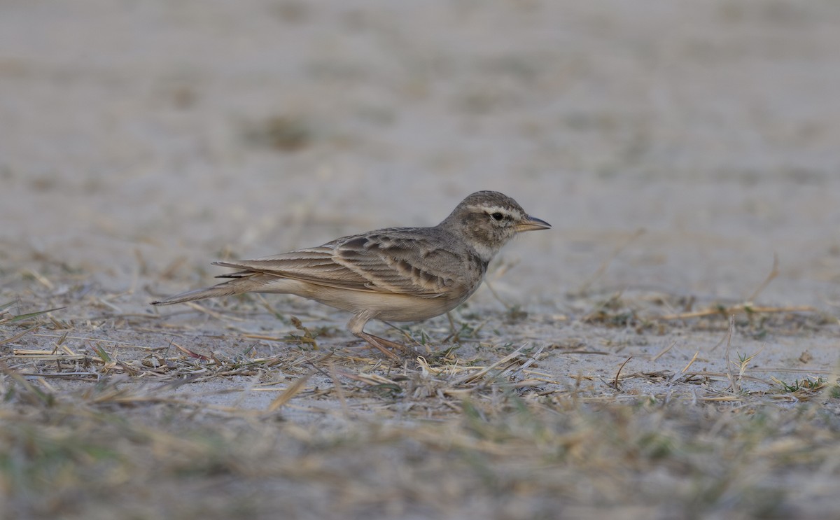Hume's Lark - Sunil Kini