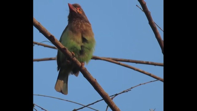 Brown-headed Barbet - ML615137982