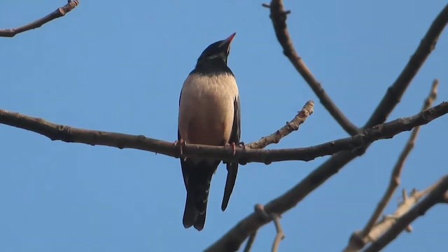 Rosy Starling - ML615137998