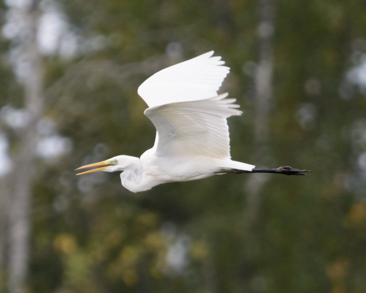 Great Egret - ML615138008