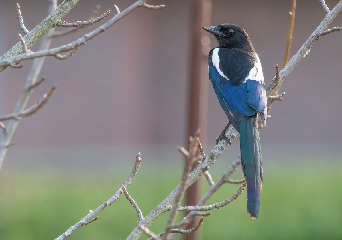 Eurasian Magpie - Aimar Hernández Merino