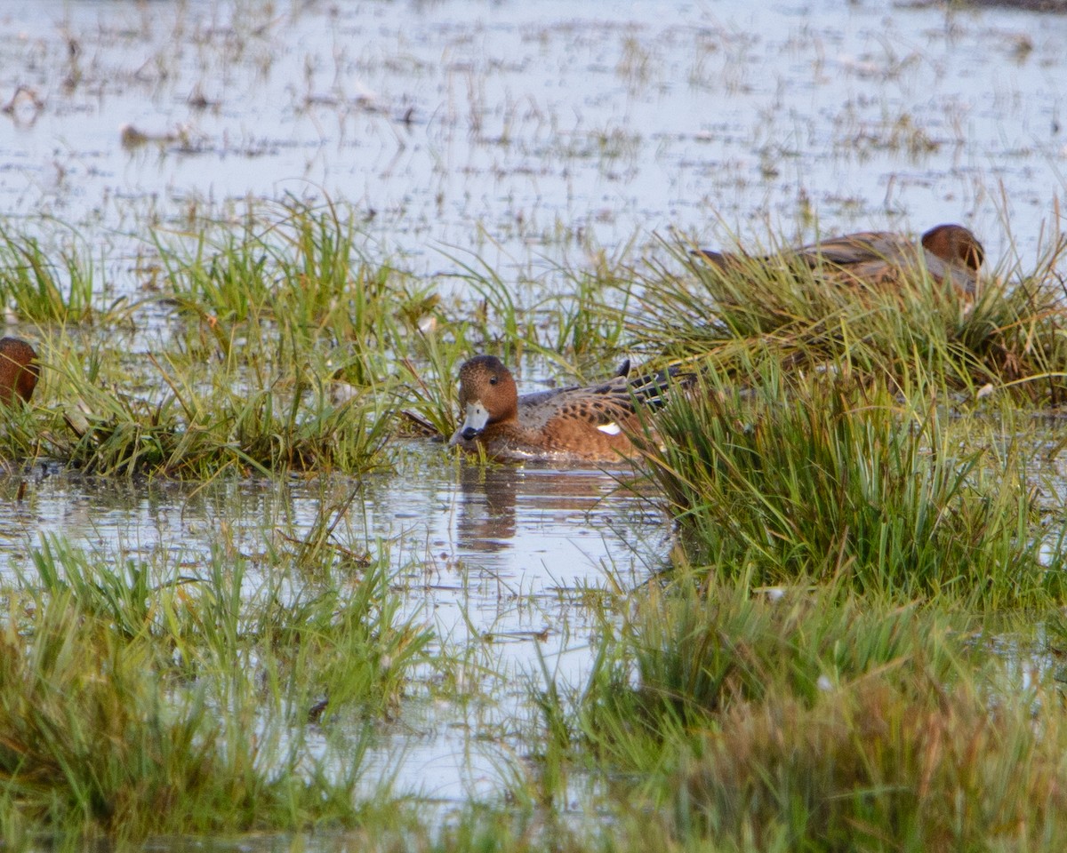 Eurasian Wigeon - ML615138027