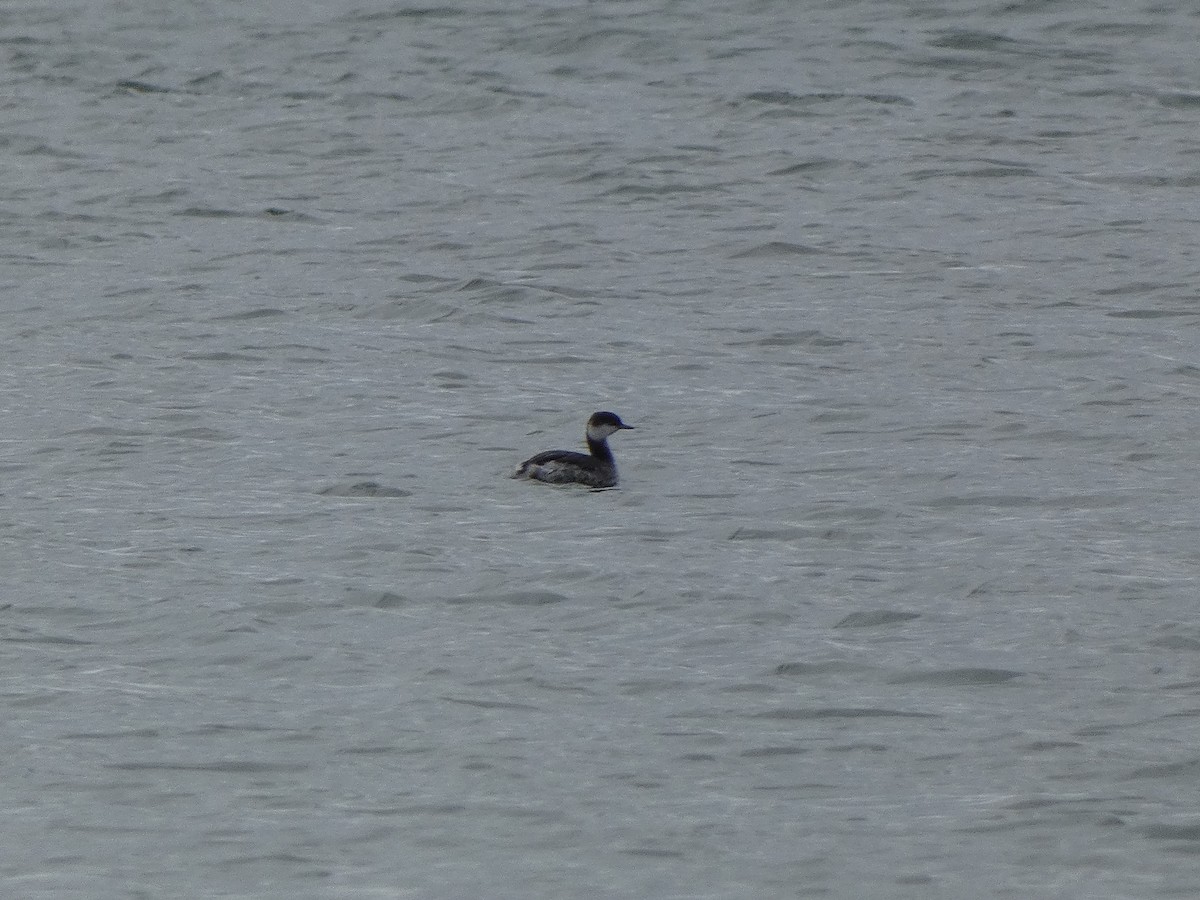 Horned Grebe - ML615138047