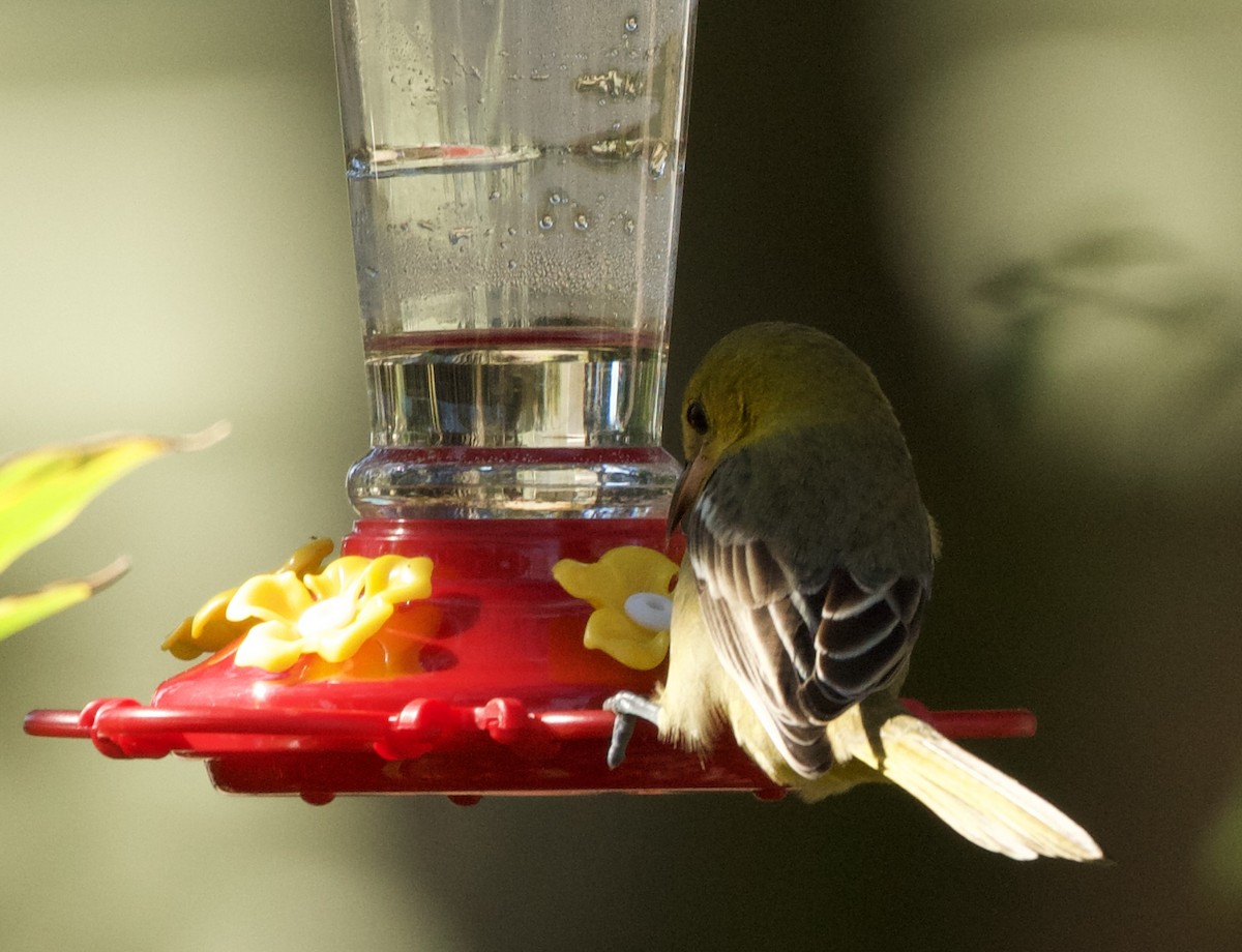 Hooded Oriole - Jennie Leonard