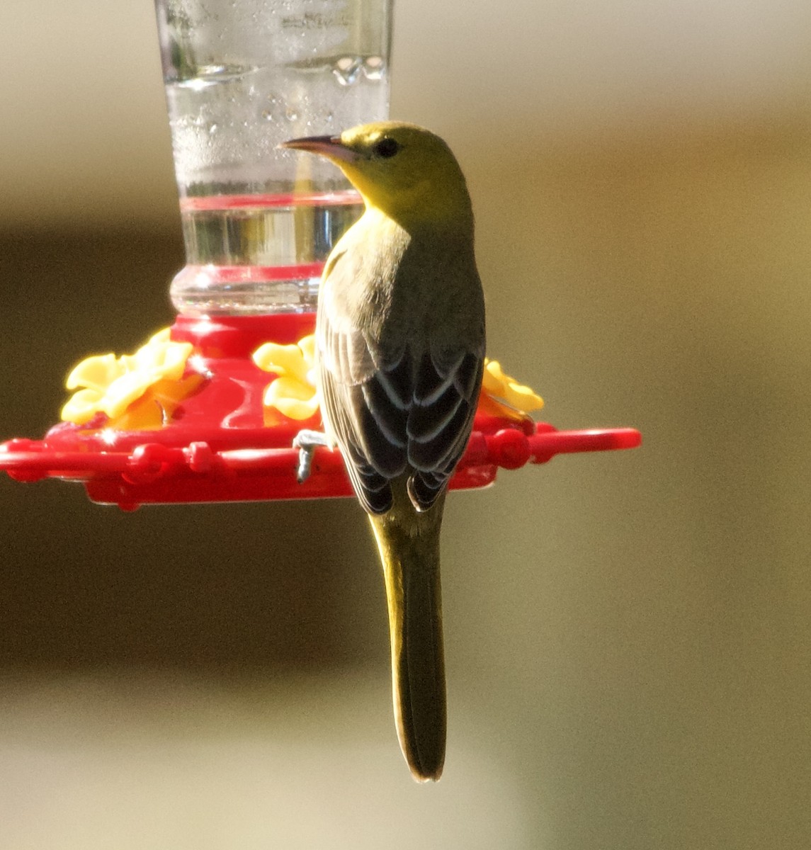 Hooded Oriole - Jennie Leonard