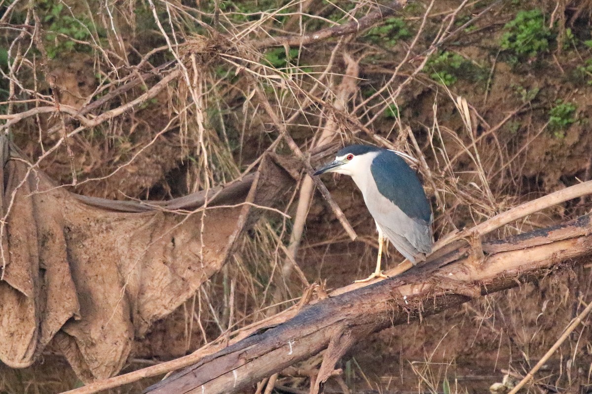 Black-crowned Night Heron - LALIT MOHAN BANSAL