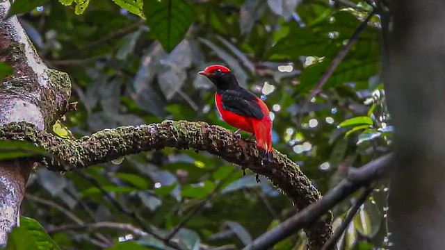 Black-necked Red-Cotinga - ML615138197