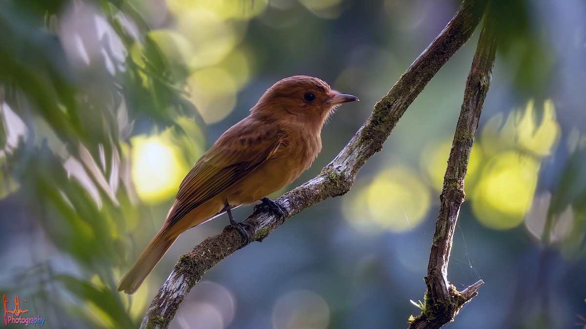 Rufous Mourner - Jim Gain