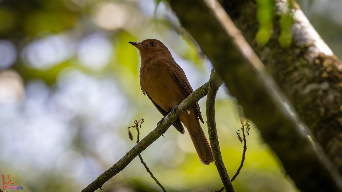 Rufous Mourner - Jim Gain