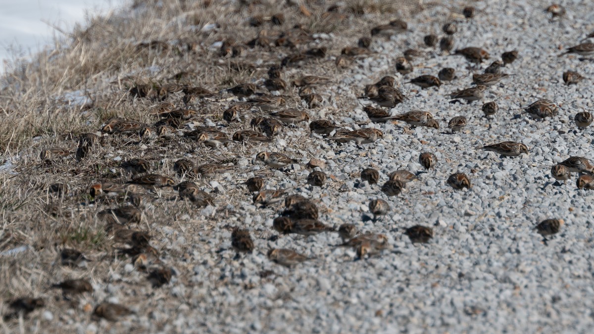 Lapland Longspur - ML615138286