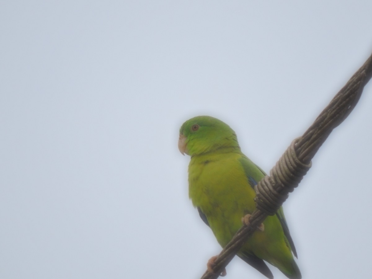 Riparian Parrotlet - Luisa Fernanda Chavez Paz