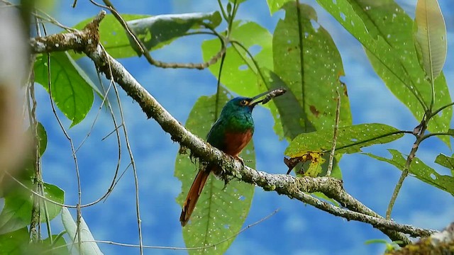Coppery-chested Jacamar - ML615138395