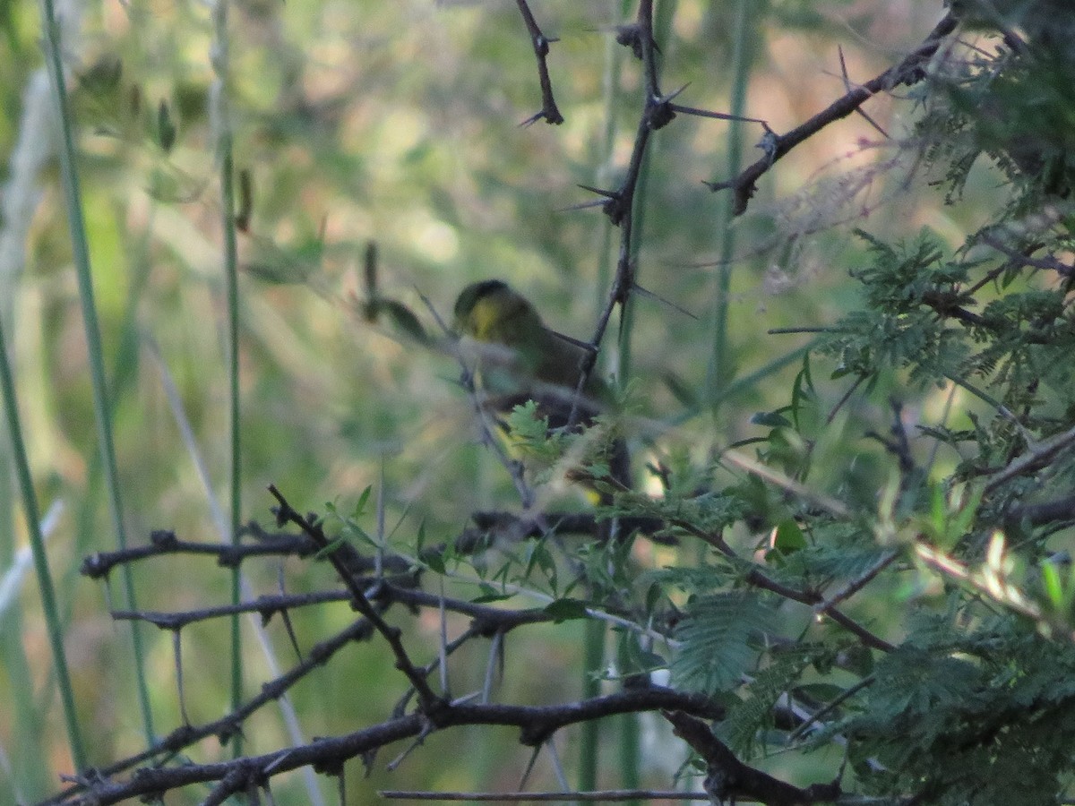 Hooded Siskin - Ezequiel Vera