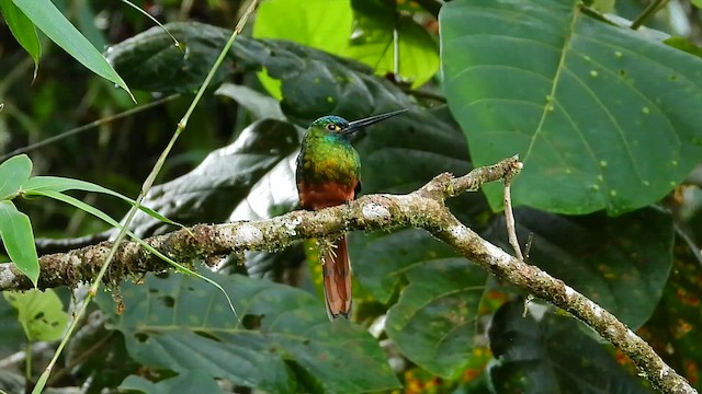 Coppery-chested Jacamar - ML615138404