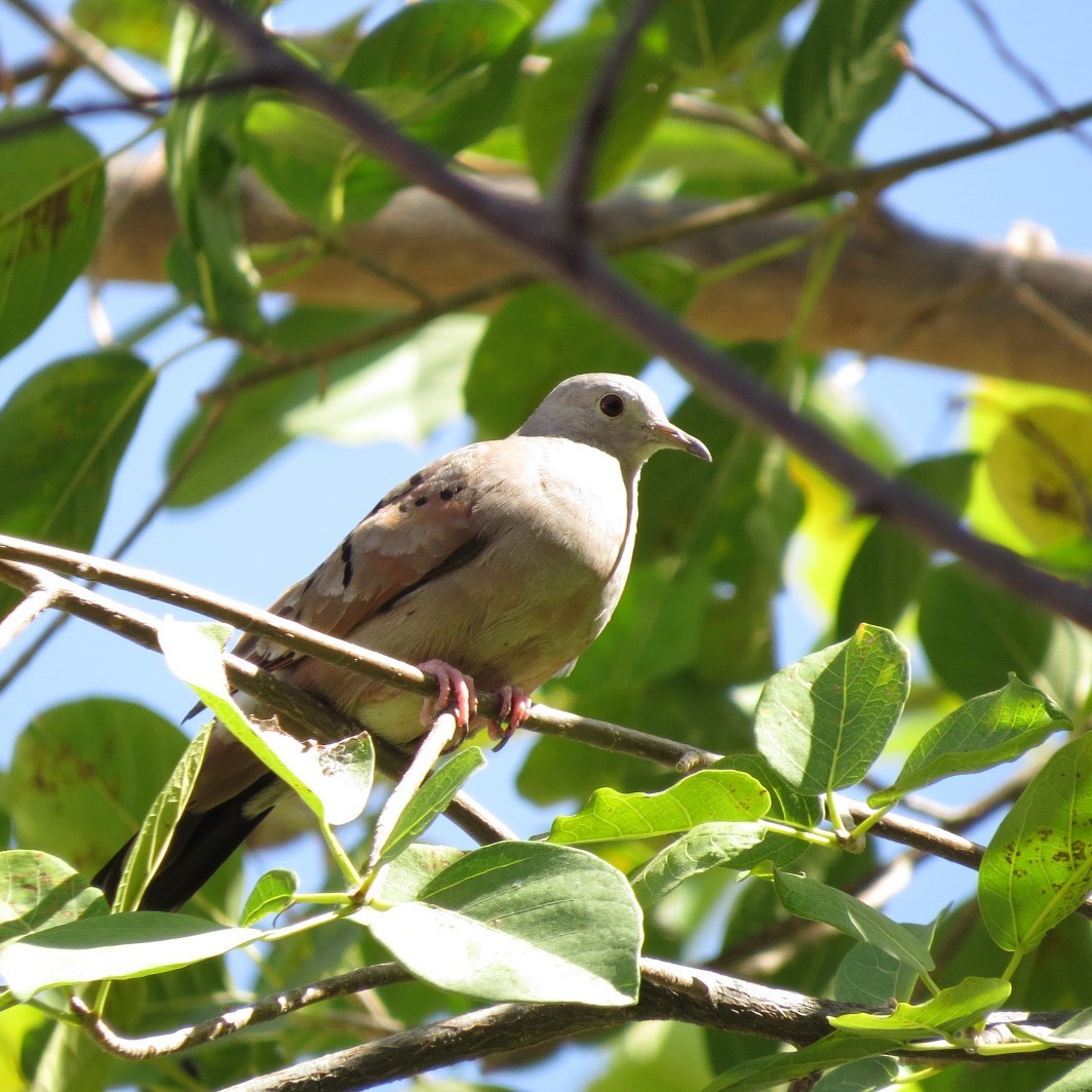 Ruddy Ground Dove - ML615138412