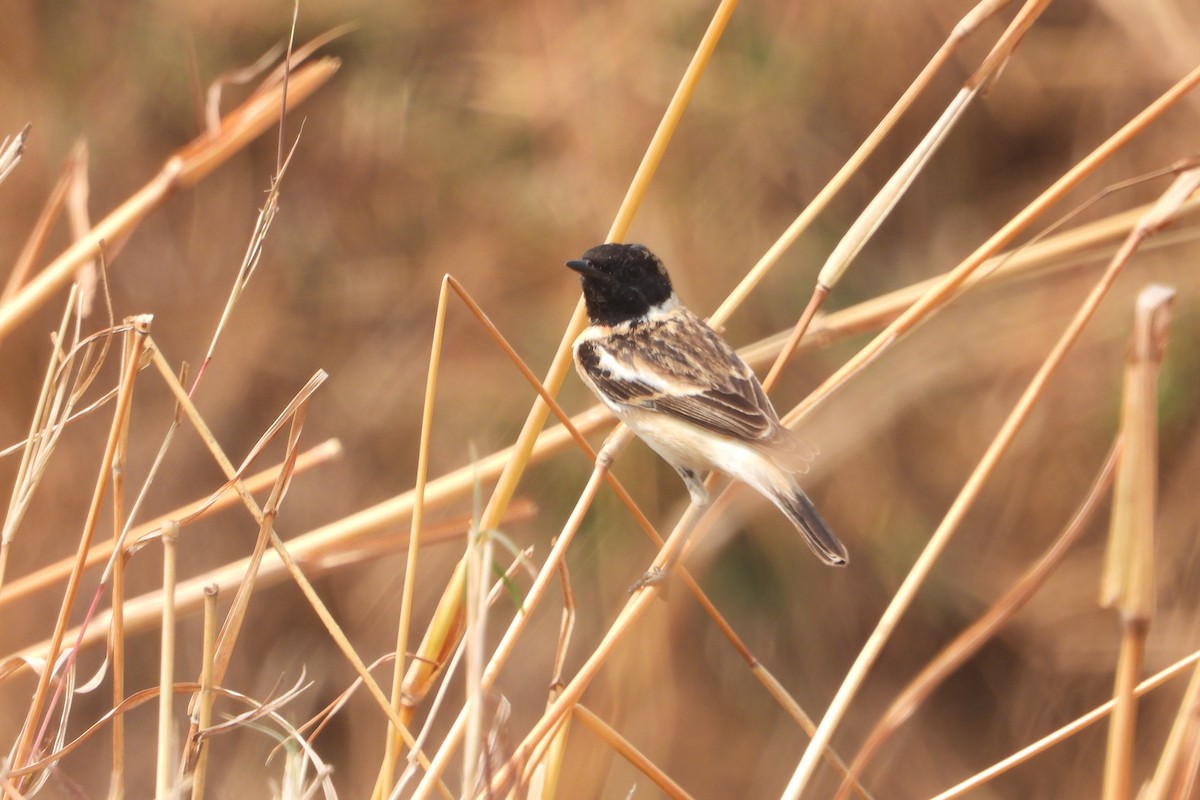 Siberian Stonechat - ML615138469