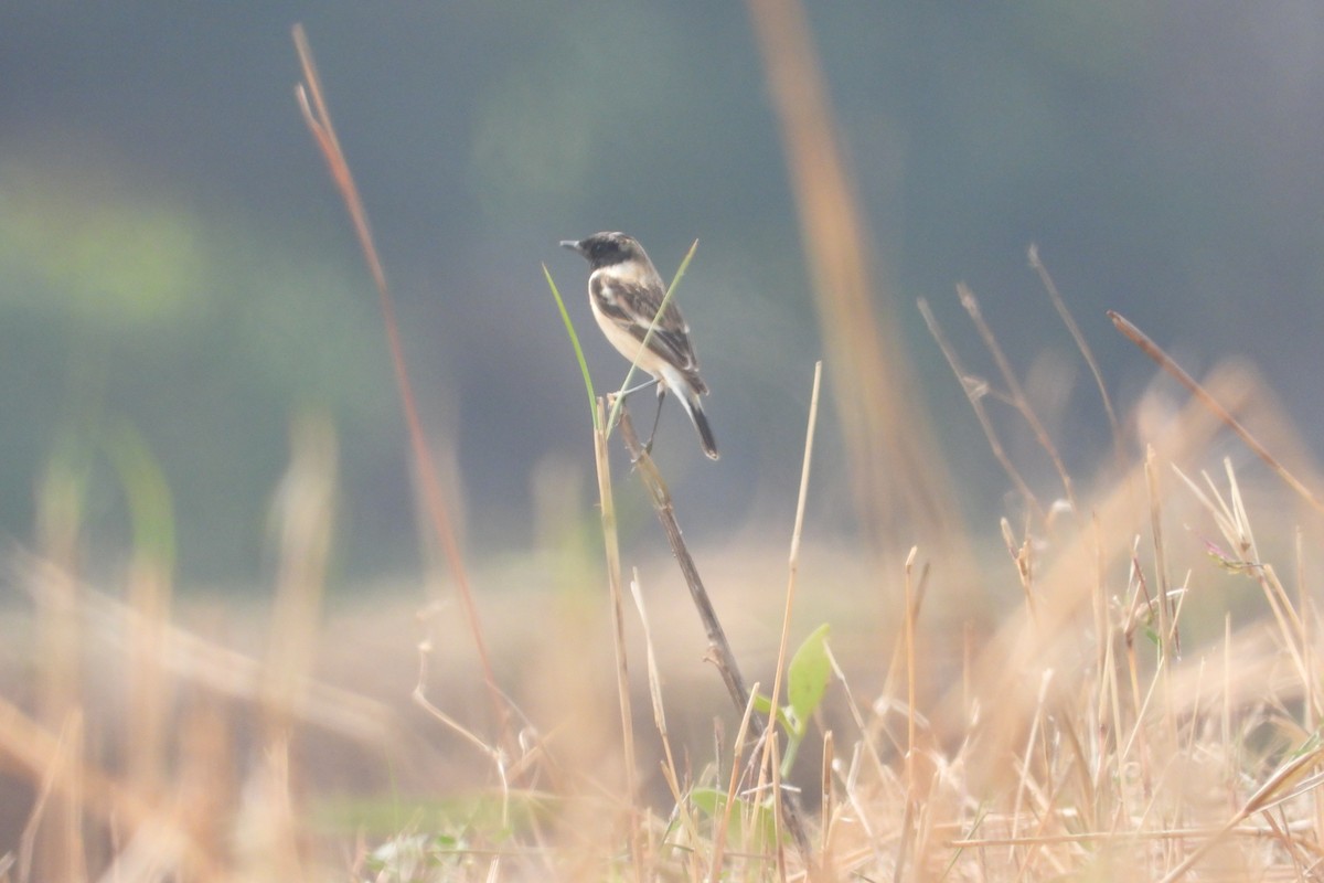 Siberian Stonechat - ML615138470