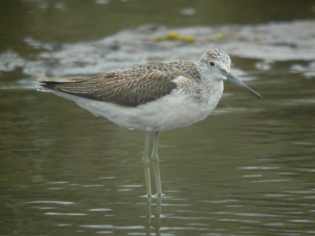 Common Greenshank - ML615138477