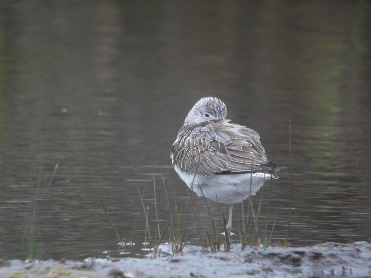 Common Greenshank - ML615138484