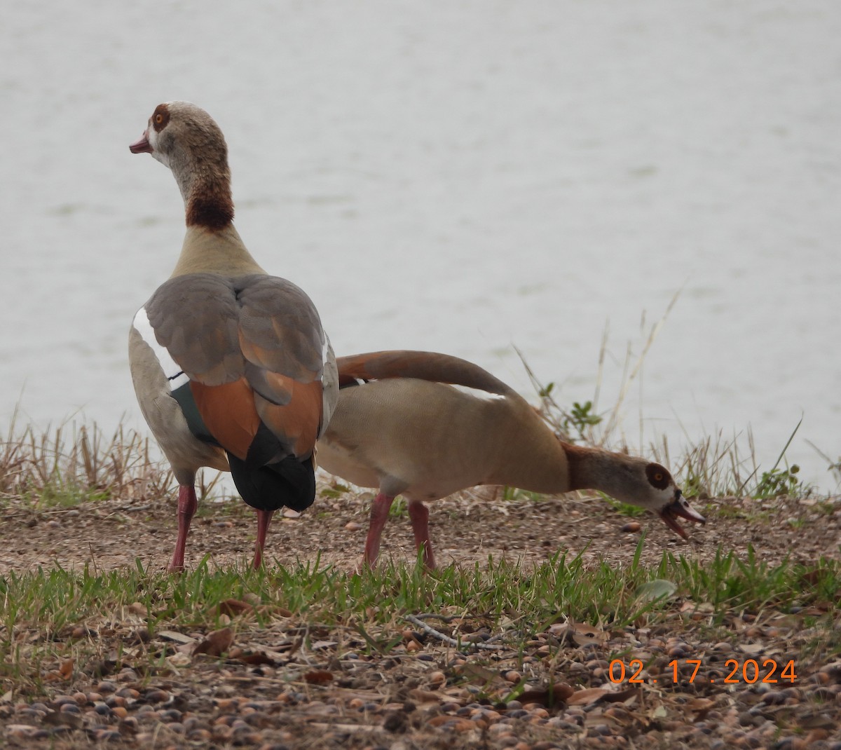 Egyptian Goose - ML615138496