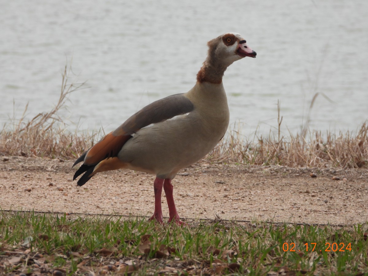 Egyptian Goose - ML615138497