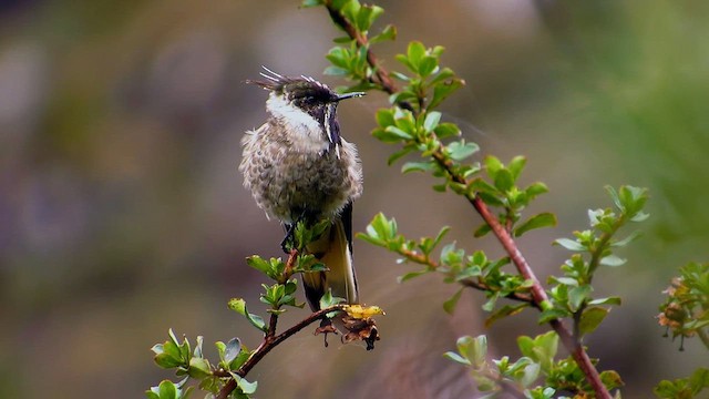 Blue-bearded Helmetcrest - ML615138521