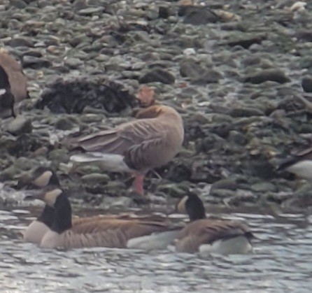 Pink-footed Goose - ML615138577