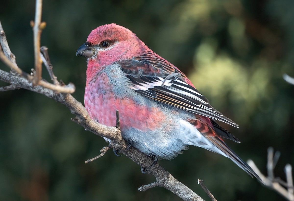 Pine Grosbeak - Annie Lavoie