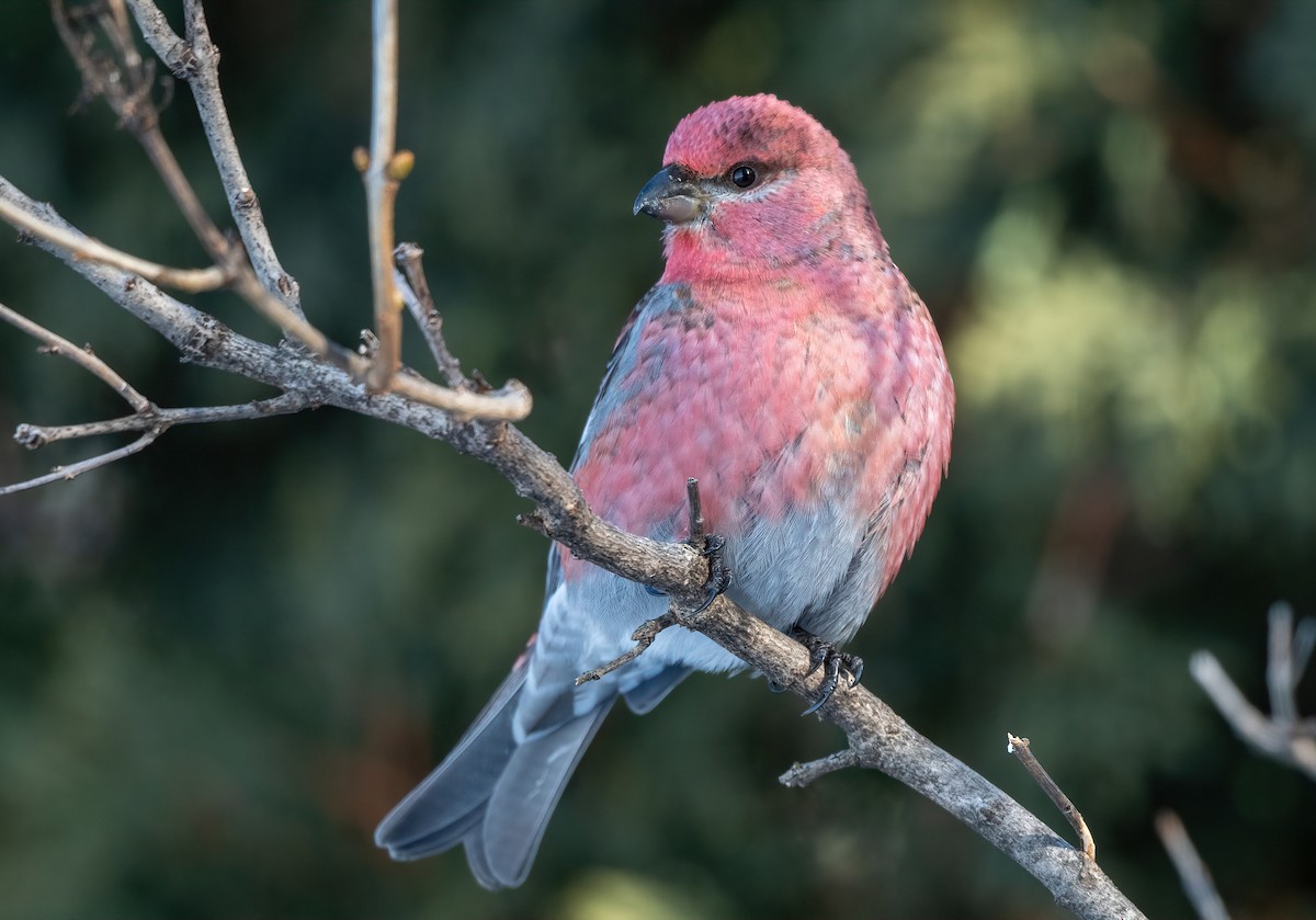 Pine Grosbeak - Annie Lavoie