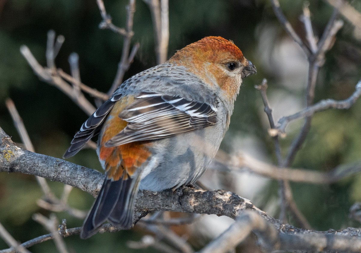 Pine Grosbeak - Annie Lavoie