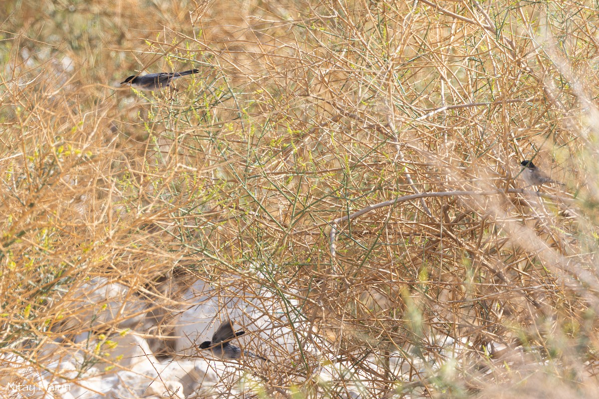 Sardinian Warbler - nitay haiun