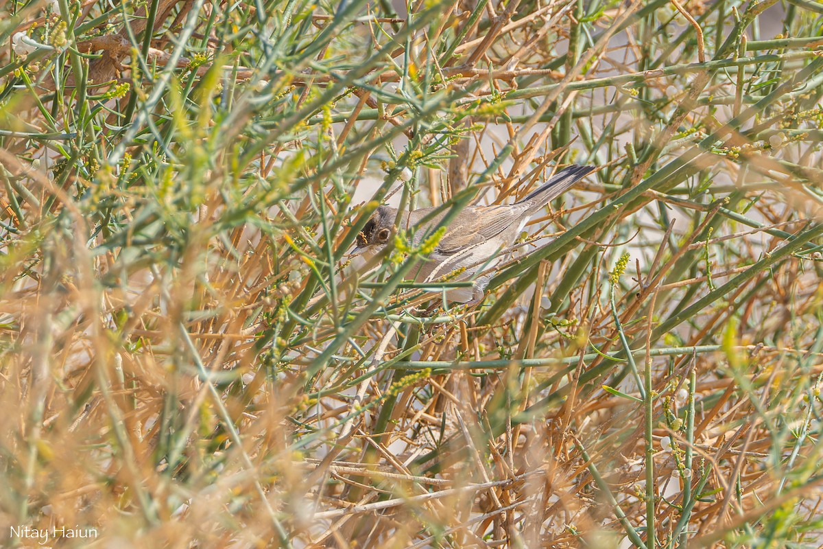 Greater Whitethroat - nitay haiun