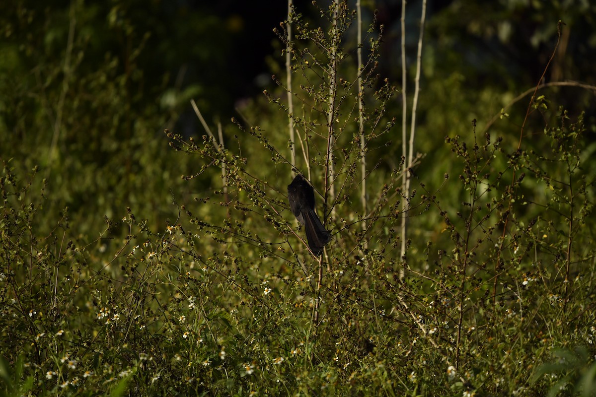 Smooth-billed Ani - ML615138810