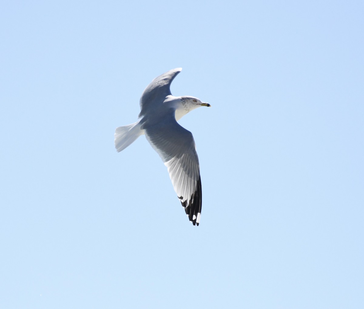 Ring-billed Gull - ML615138829