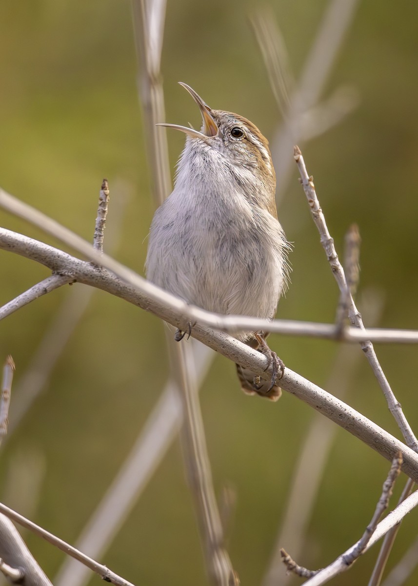 Bewick's Wren - ML615138848