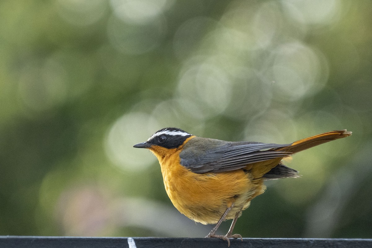 White-browed Robin-Chat - ML615138851