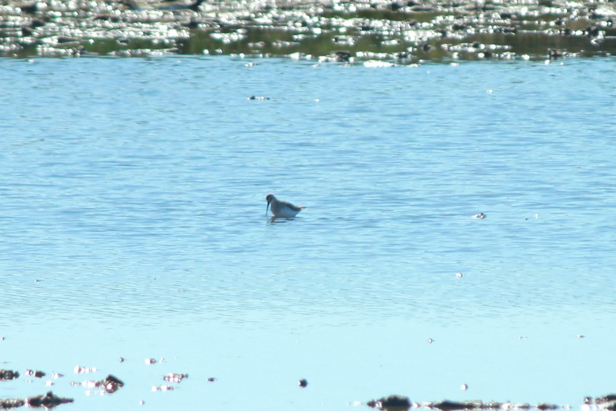 Curlew Sandpiper - ML615138878