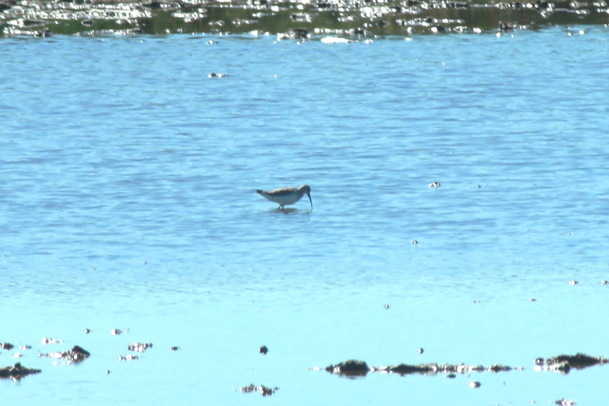 Curlew Sandpiper - Vasco Patrício Filipe