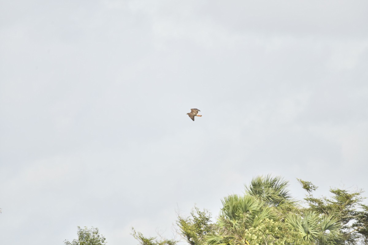 Red-tailed Hawk - ML615138900