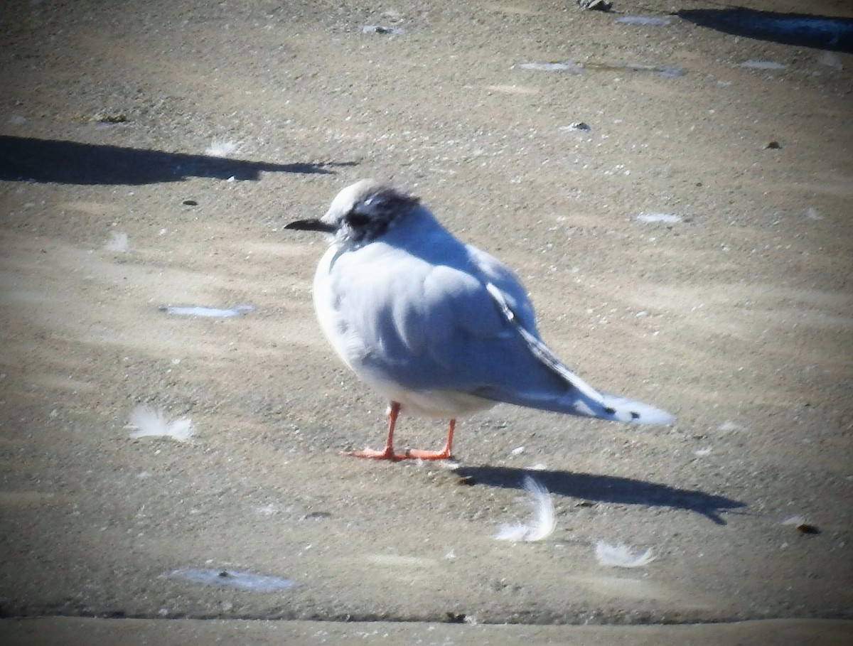 Gaviota Enana - ML615138973