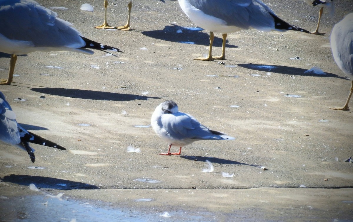 Gaviota Enana - ML615138980