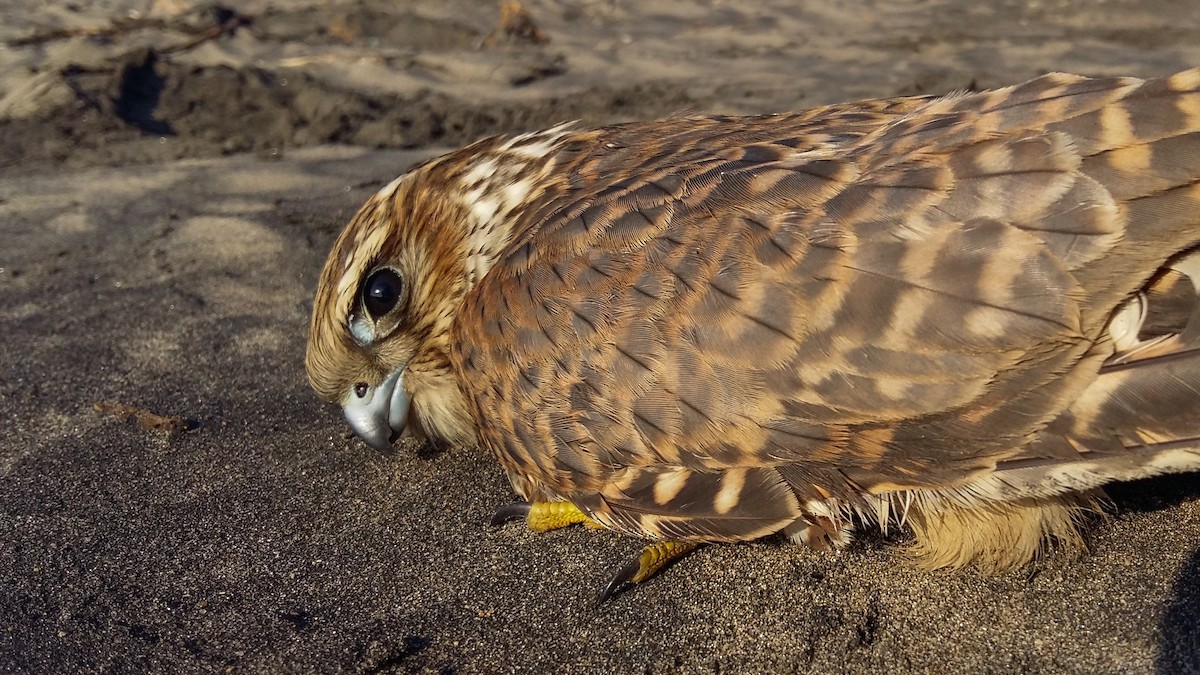 Faucon émerillon - ML615138984