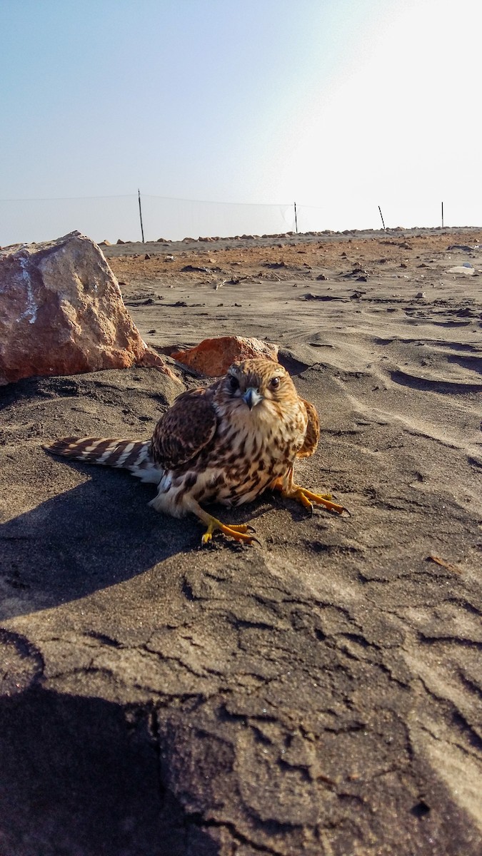 Faucon émerillon - ML615138987