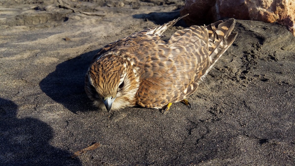 Faucon émerillon - ML615138988