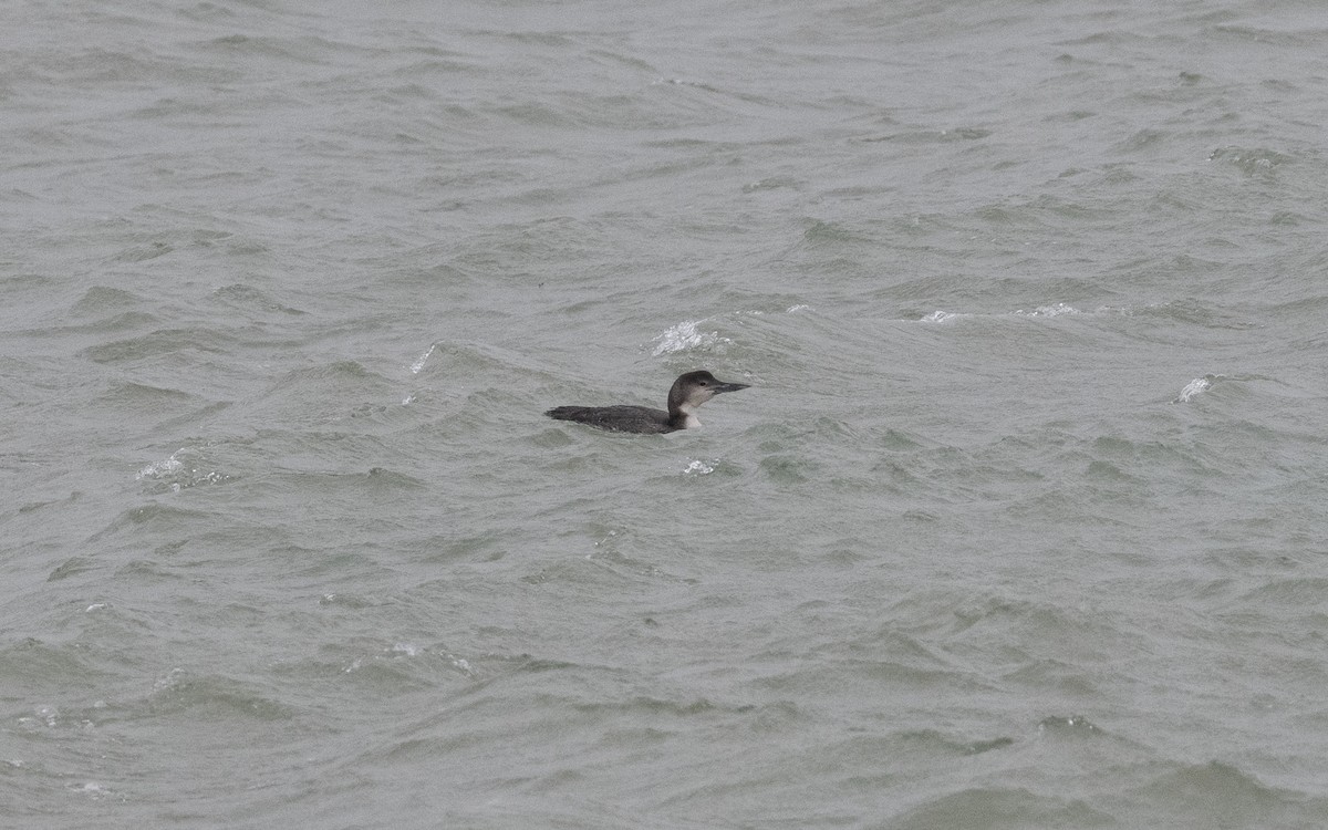 Common Loon - ML615139040